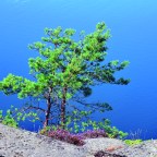 Nachdenken über einen Garten No. 5: Gerade, wie die Bäume